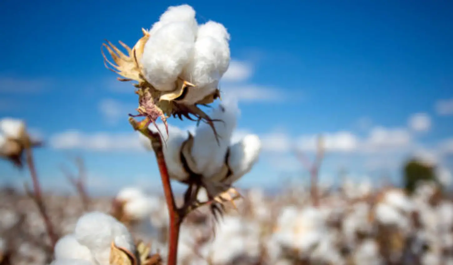 Cotton Falls Back on Tuesday